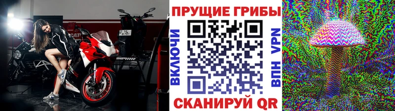 сколько стоит  Пудож  Псилоцибиновые грибы прущие грибы 